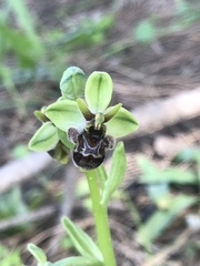 Ophrys × olbiensis