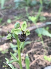 Ophrys × olbiensis