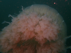Rhopilema hispidum
