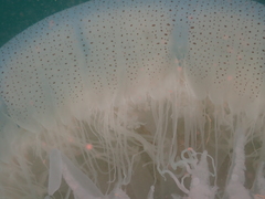 Rhopilema hispidum