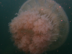 Rhopilema hispidum