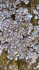 Parmelina pastillifera