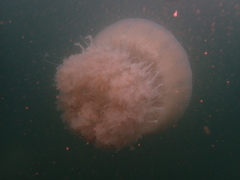 Rhopilema hispidum