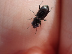 Notiophilus palustris