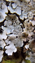 Parmelina pastillifera