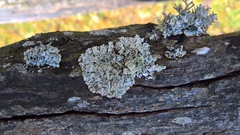 Hypogymnia farinacea