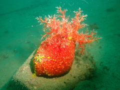 Pseudocolochirus