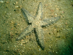Astropecten polyacanthus