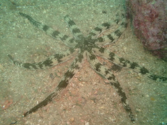 Luidia maculata