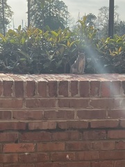 Sciurus carolinensis