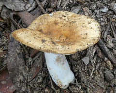 Russula neerimea