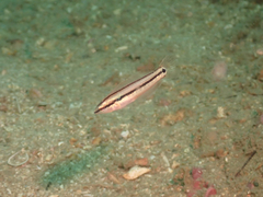 Petroscirtes breviceps