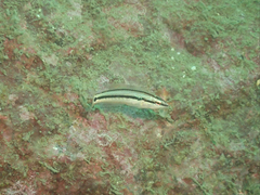 Petroscirtes breviceps