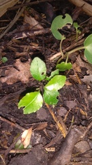 Melicytus ramiflorus