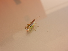 Spathosternum prasiniferum