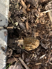 Morchella esculenta