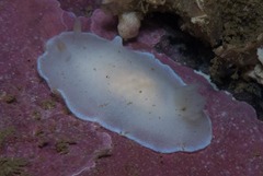 Doriopsilla capensis