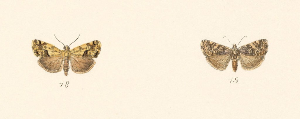 Tarache apela