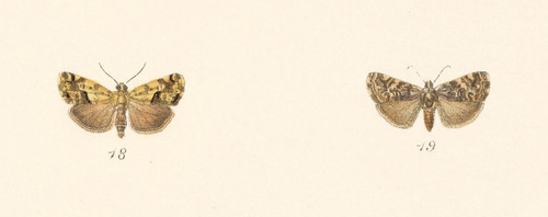 Tarache apela