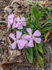 Silene caroliniana