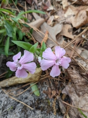 Silene caroliniana