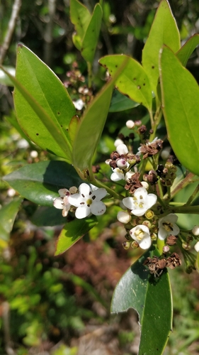 Small-leaved holly (Ilex canariensis)