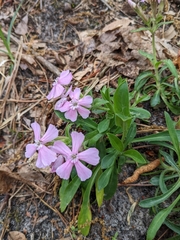Silene caroliniana