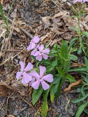 Silene caroliniana