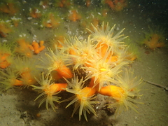 Dendrophyllia arbuscula