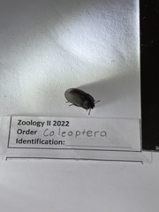 Alphitobius diaperinus