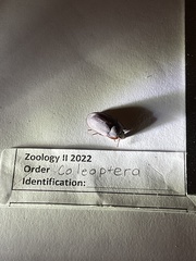 Alphitobius diaperinus