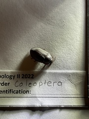 Alphitobius diaperinus