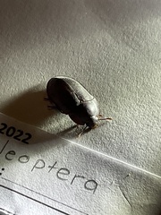 Alphitobius diaperinus