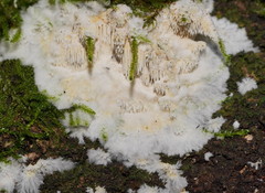 Dentipellicula leptodon