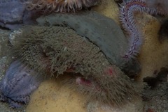Dromidia hirsutissima
