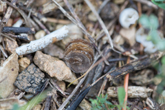 Medicago orbicularis