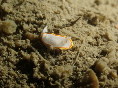 Diaphorodoris