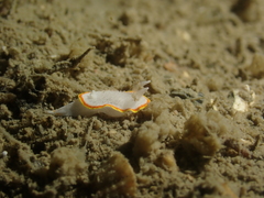Diaphorodoris