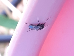 Diptera