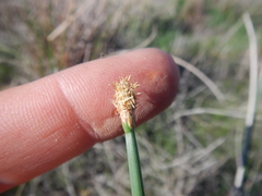 Eleocharis limosa
