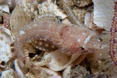 Apletodon pellegrini
