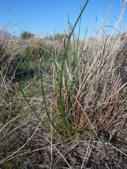 Eleocharis limosa