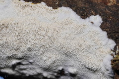 Dentipellicula leptodon