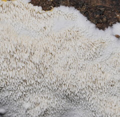 Dentipellicula leptodon