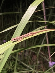 Takydromus formosanus