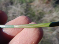 Eleocharis limosa