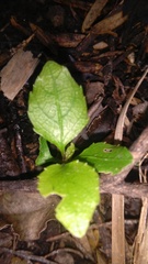 Melicytus ramiflorus