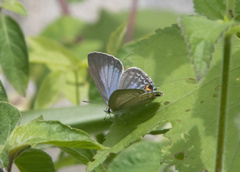 Catochrysops