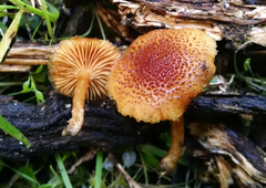 Gymnopilus thiersii