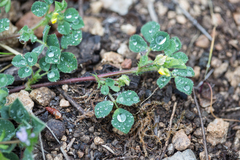 Medicago orbicularis